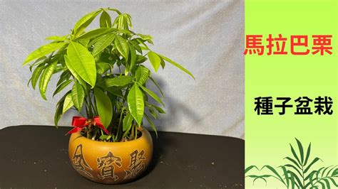 馬拉巴栗 風水|馬拉巴栗（發財樹）種植照顧指南+馬拉巴栗風水功效 – 新鮮生活。